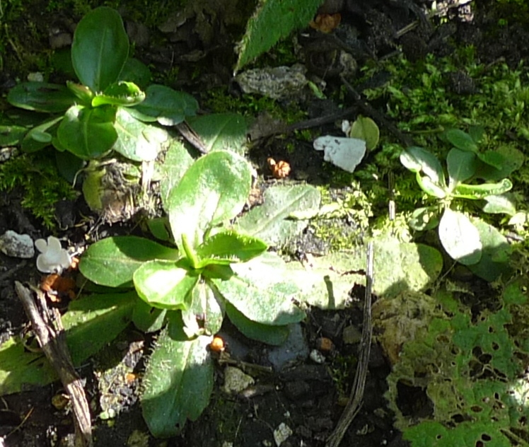 fox-and-cubs seedlings