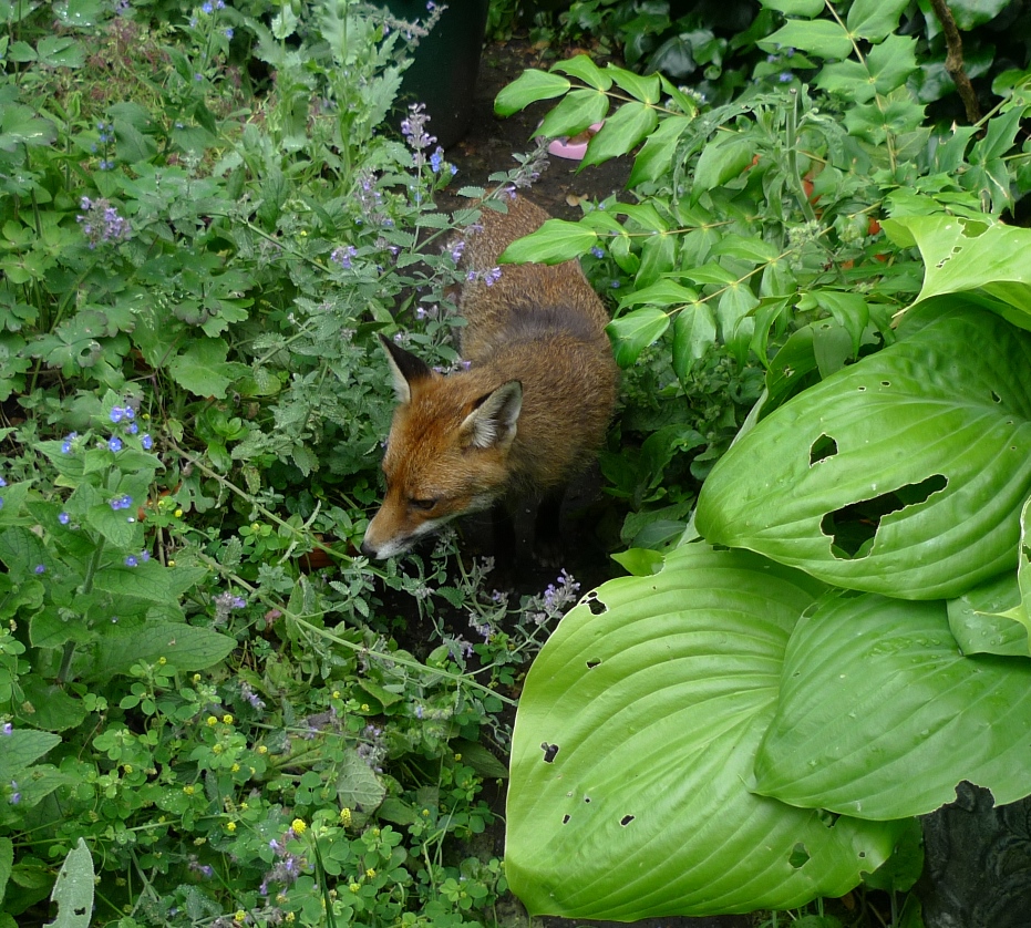 fox in the garden