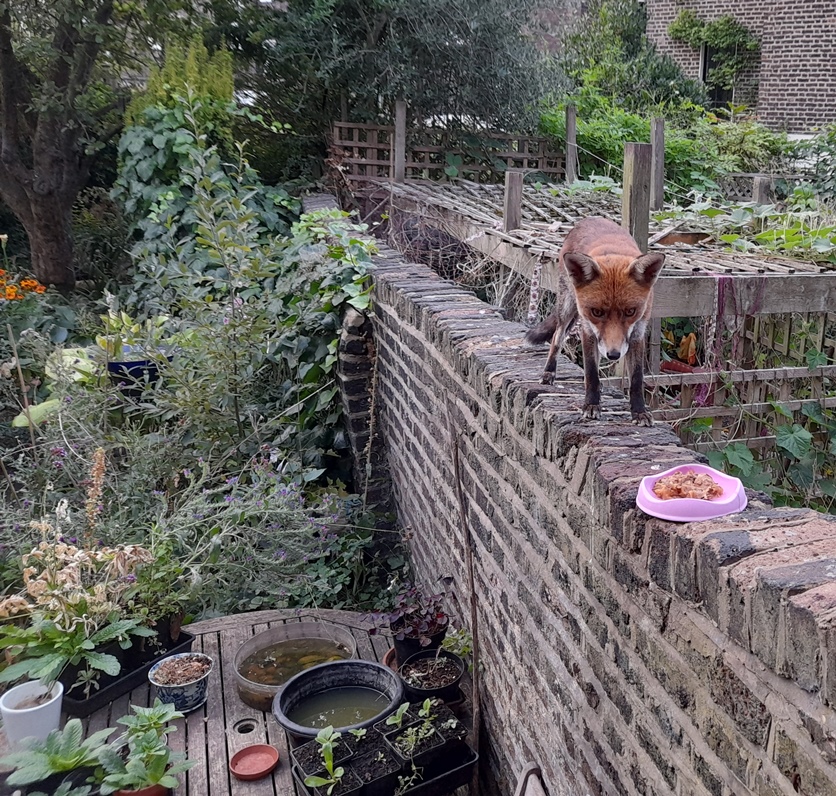 garden fox