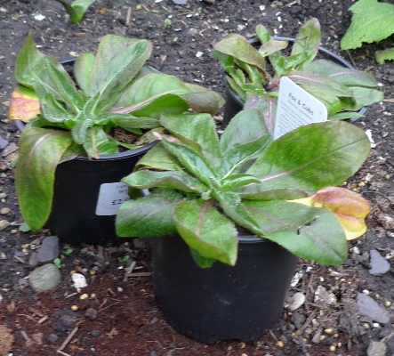 fox and cubs small plants