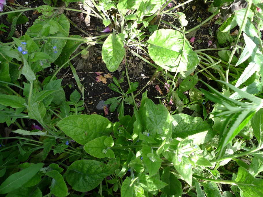 fox and cubs seedlings