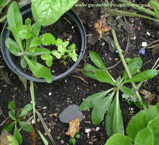 fox and cubs seedlings