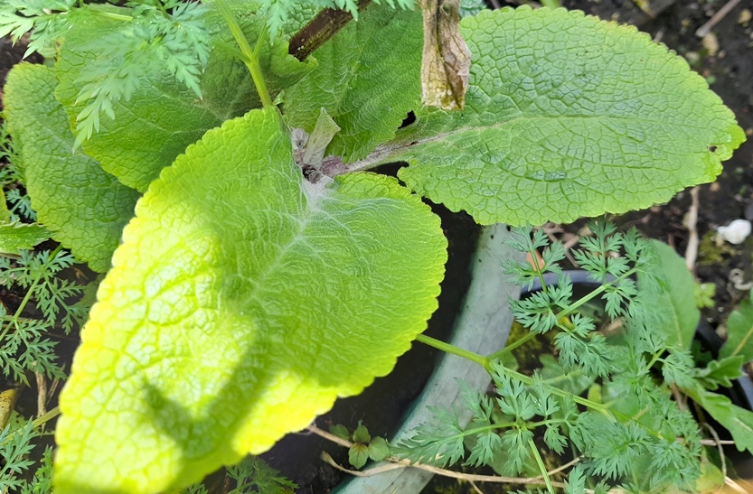 foxglove Digitalis purpurea