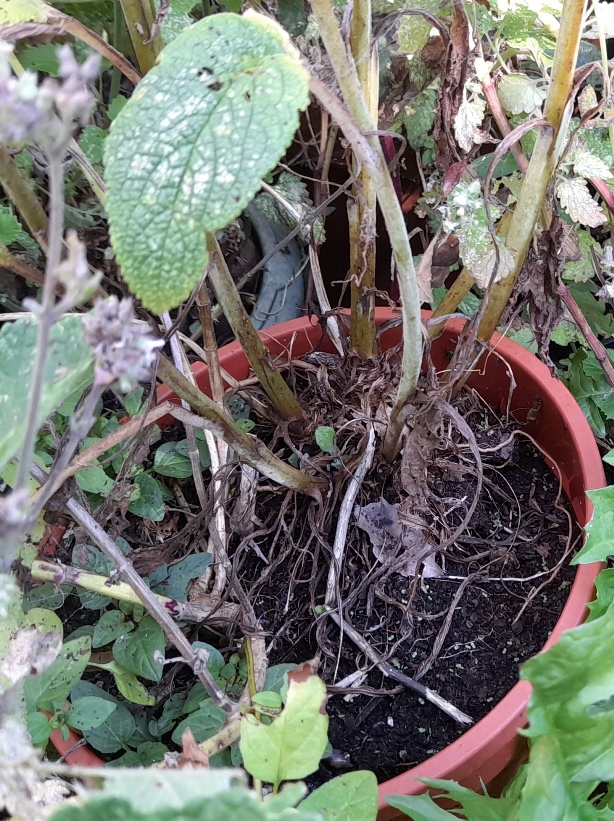 foxglove end of season