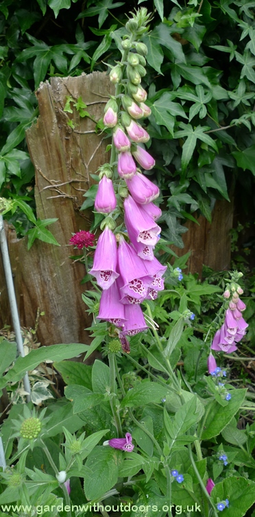 foxglove