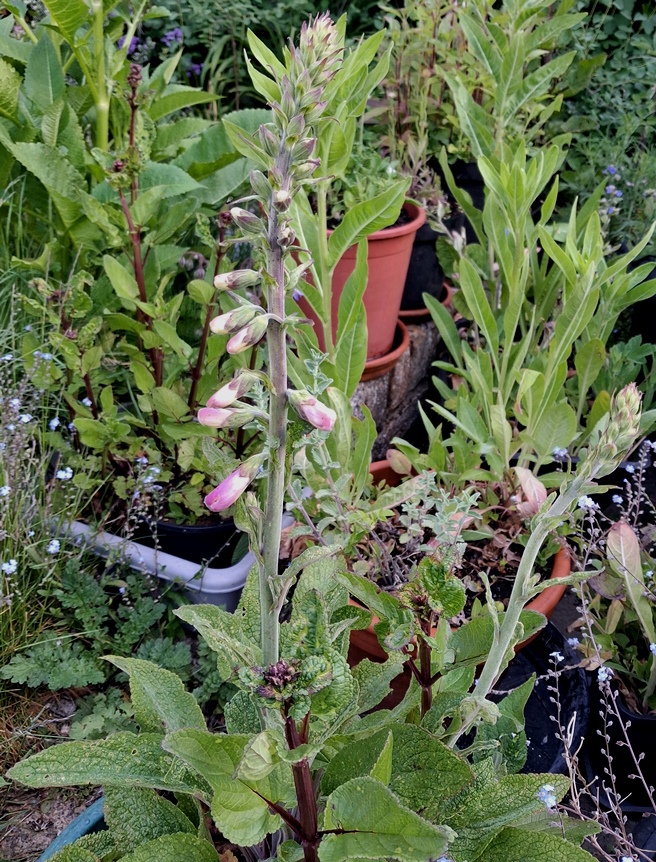foxglove