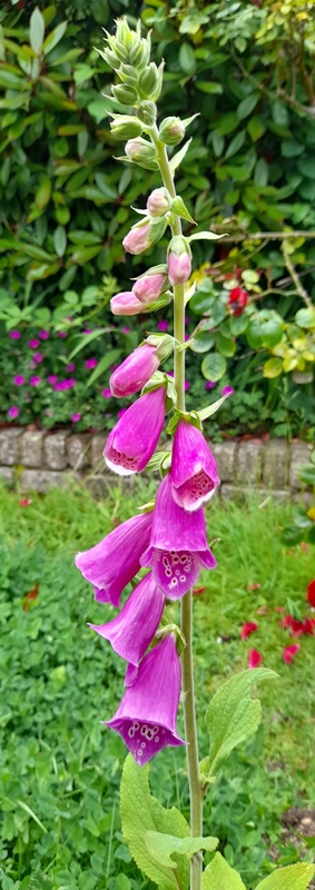 foxglove