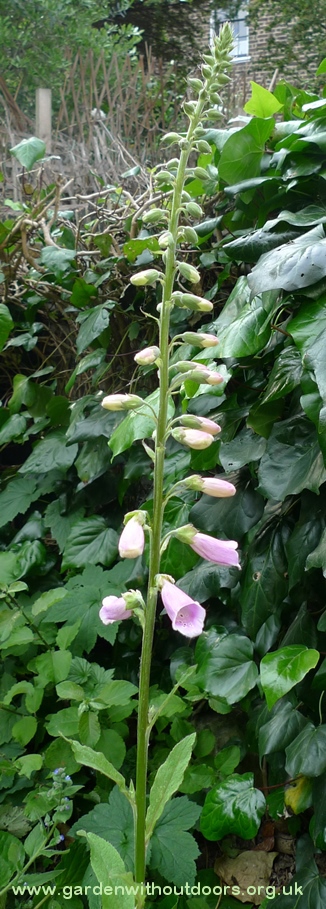 foxglove