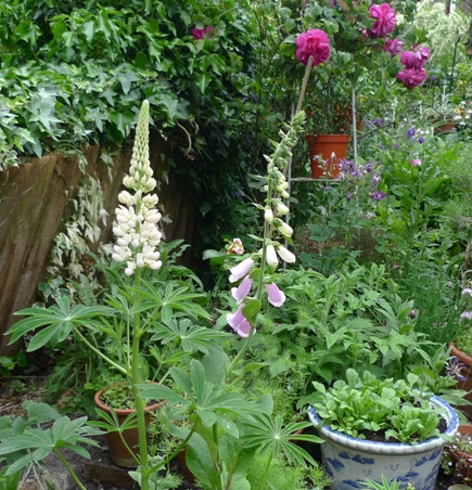 foxglove and lupin