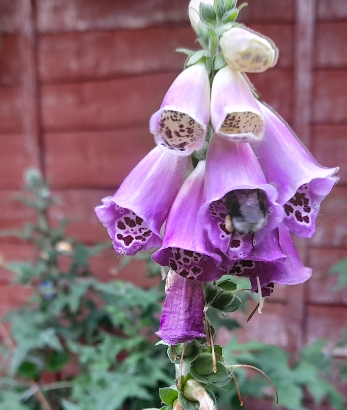 foxglove bee