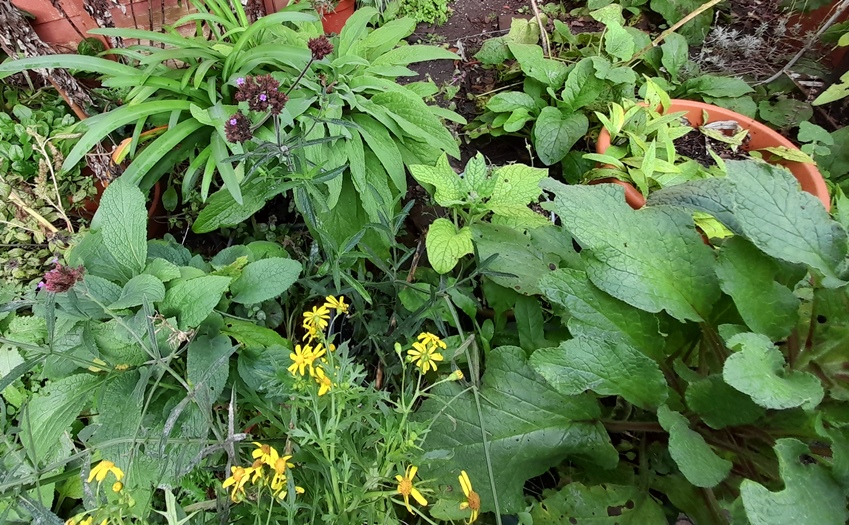 borage foxglove green alkanet