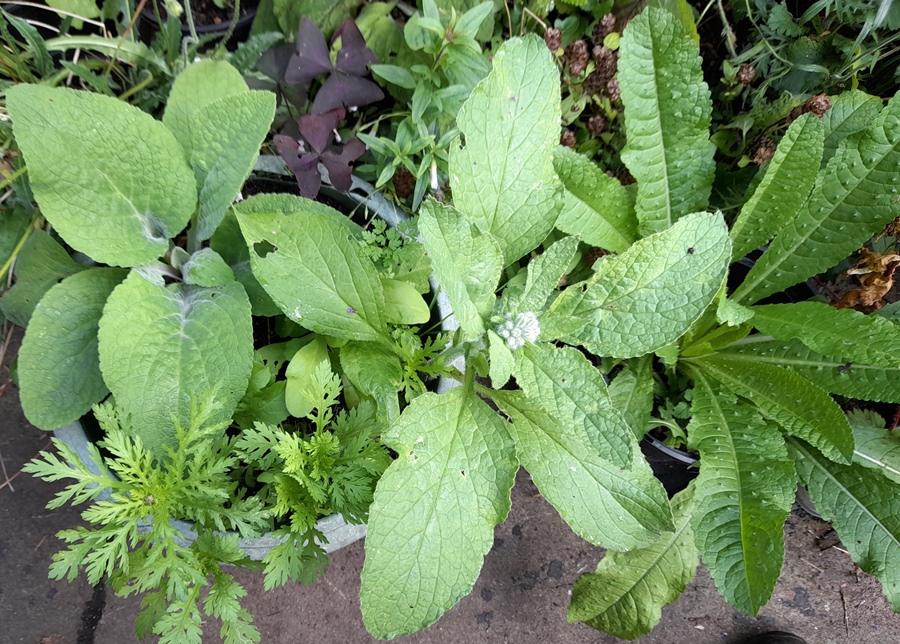 foxglove borage teasel