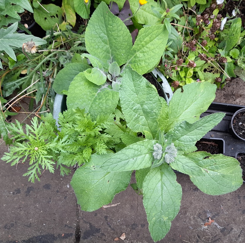 foxglove borage teasel corn marigold