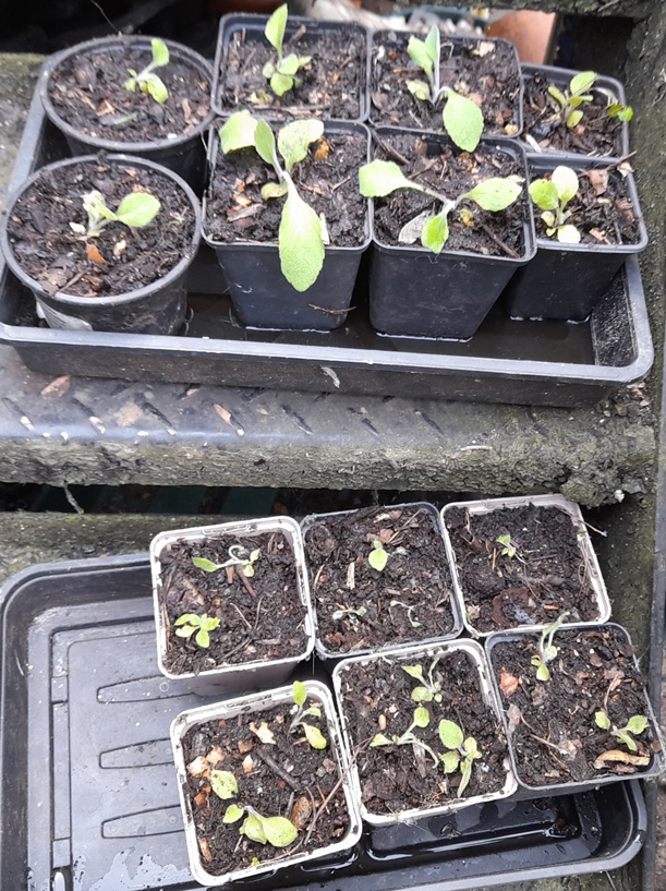 foxglove seedlings