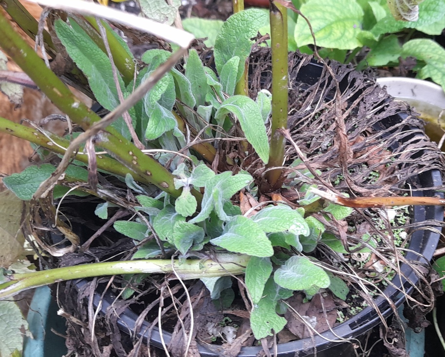foxglove shoots