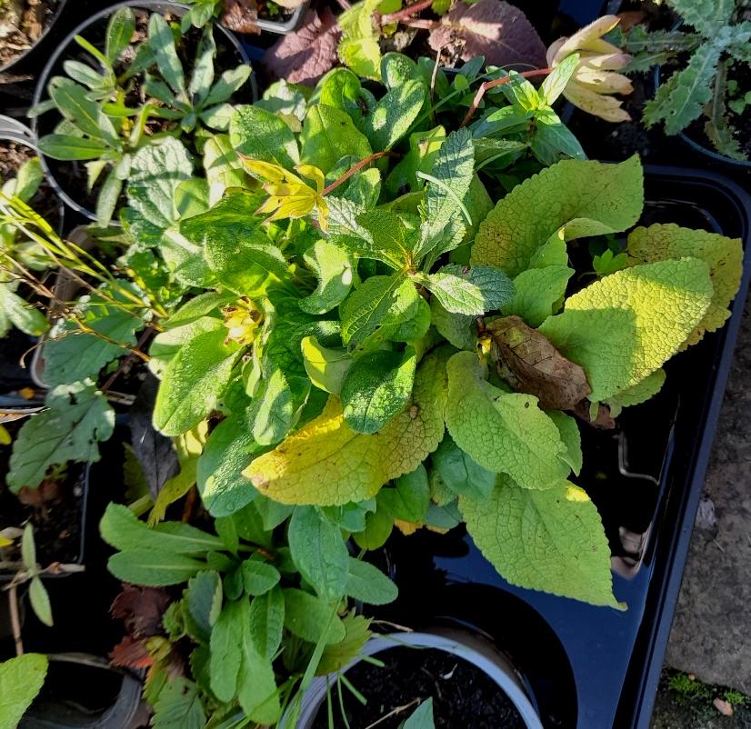 foxglove verbena bonariensis