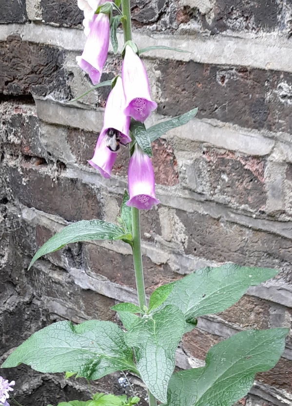 foxglove with bee