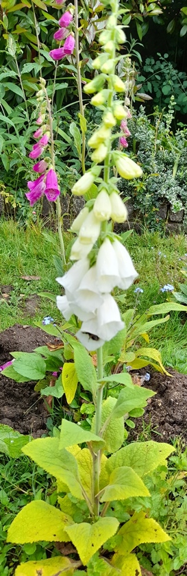 foxglove with bee
