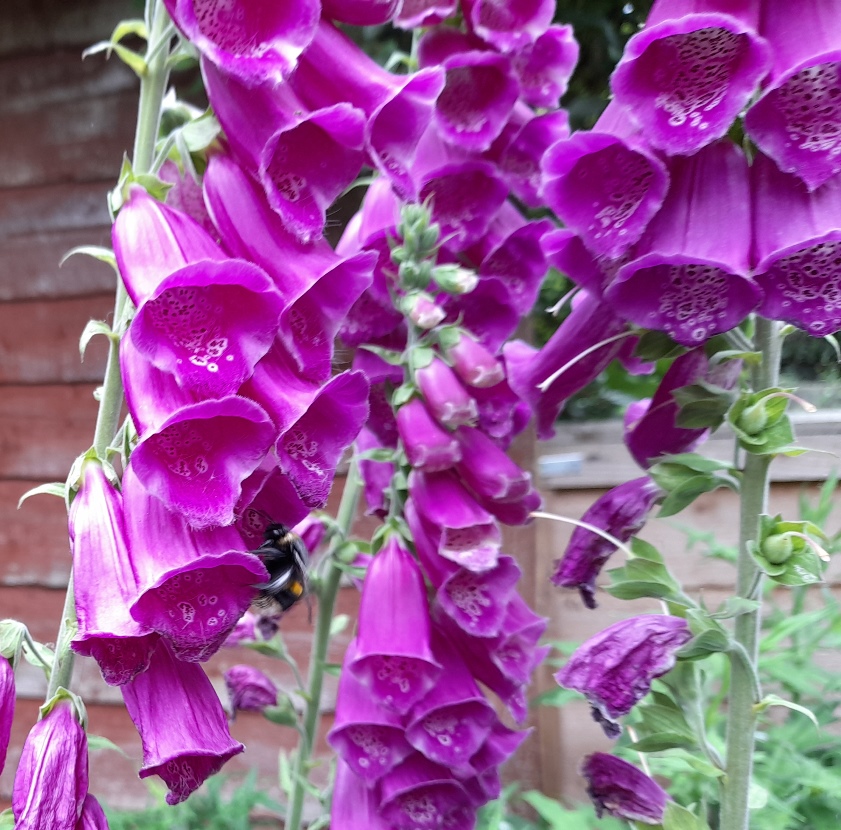 foxglove with bee