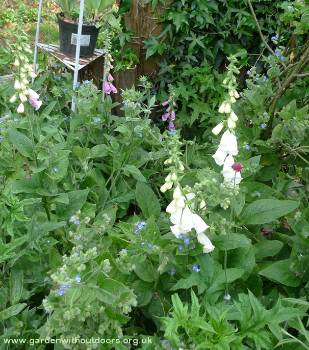 foxgloves