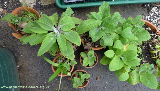 foxglove small plants