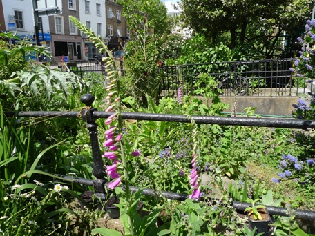 foxgloves in London front gardens