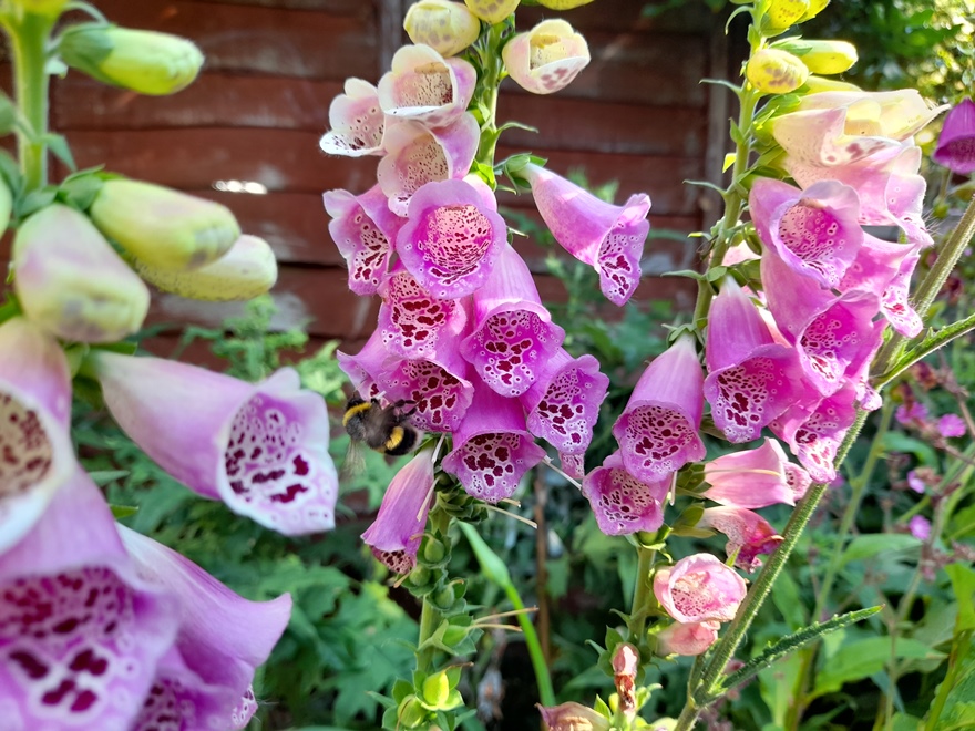 foxgloves bee