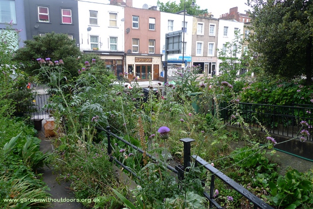 front garden with artichokes