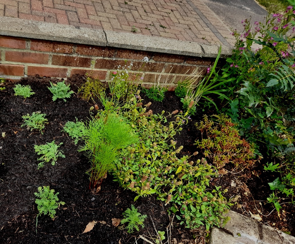 cota tinctoria yellow chamomile