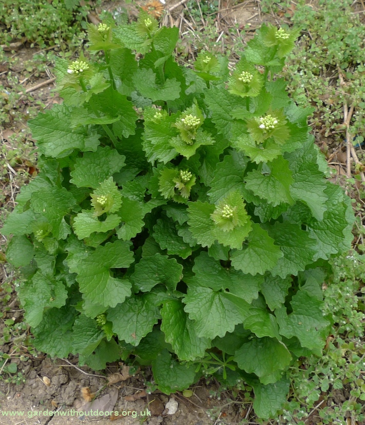 garlic mustard