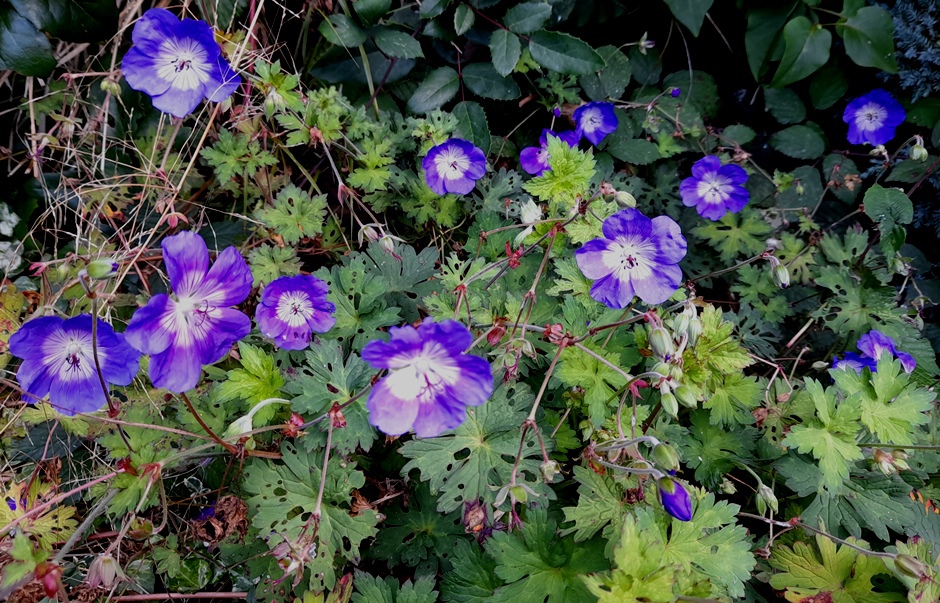 hardy geranium