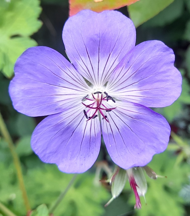 hardy geranium