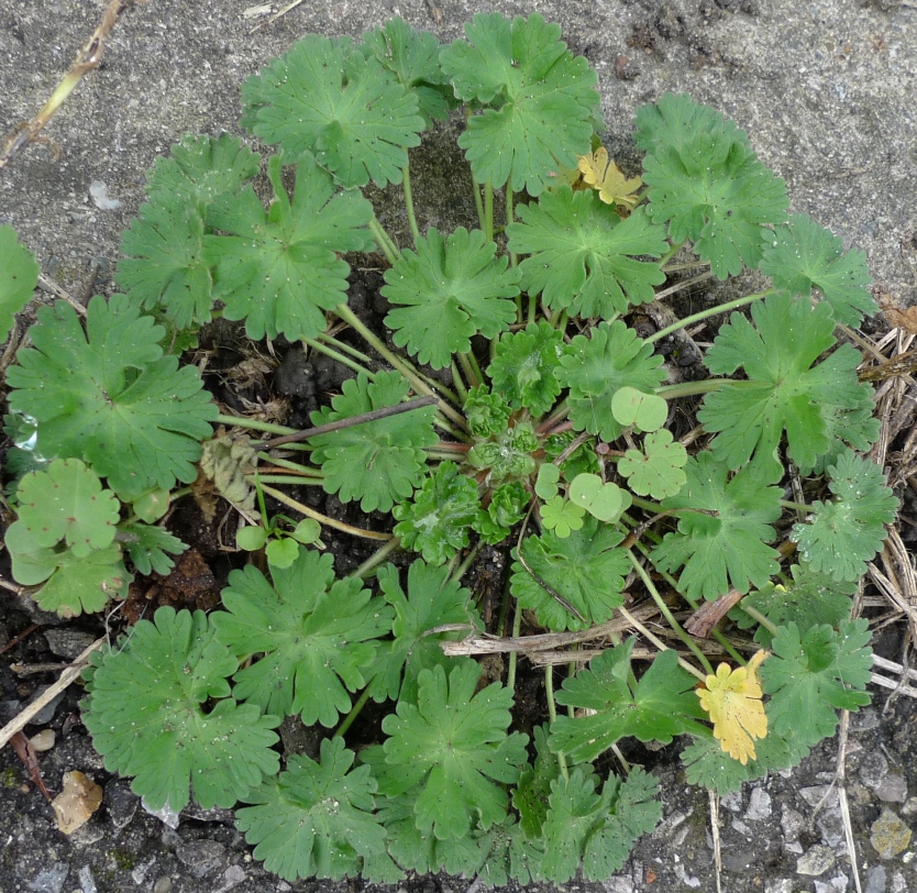 geranium molle rosette