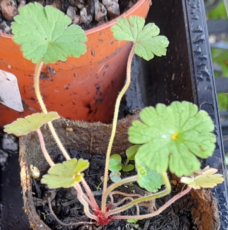 geranium molle