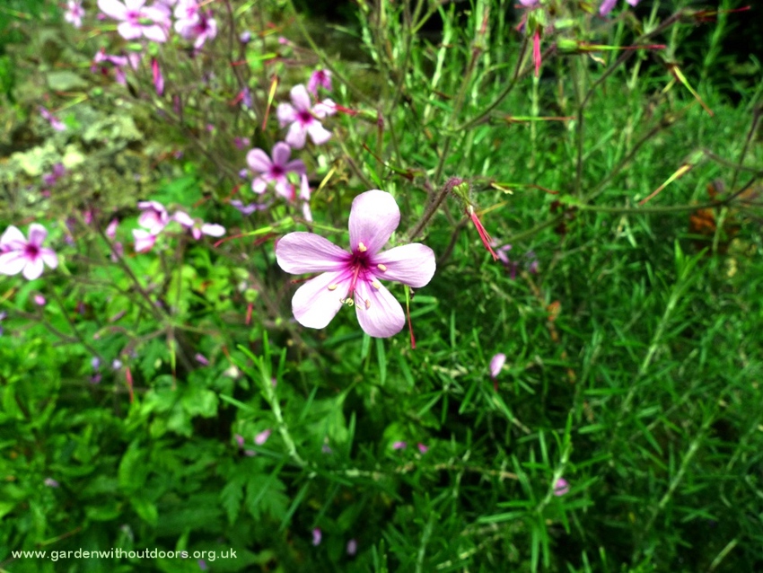 geranium palmatum