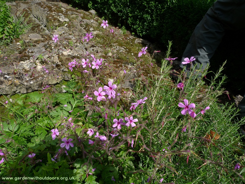 geranium palmatum