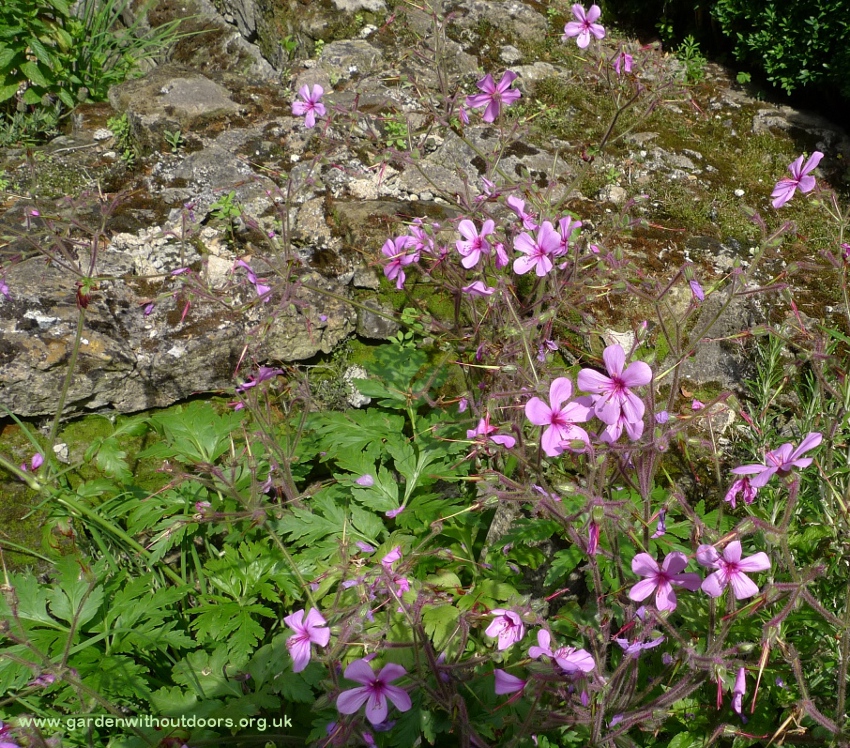 geranium palmatum