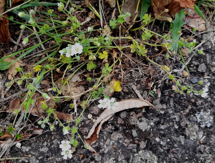 geranium pusillum small-flowered crane's-bill