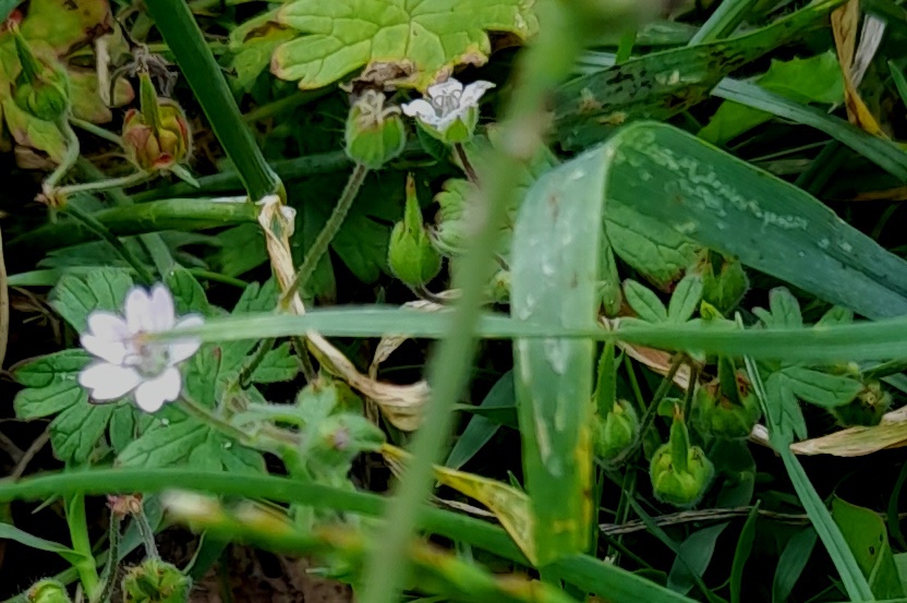 geranium pusillum small-flowered crane's-bill