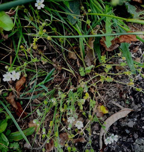 geranium pusillum small-flowered crane's-bill