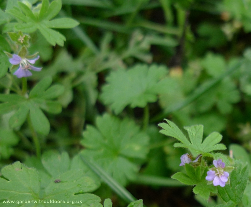 geranium pusillum