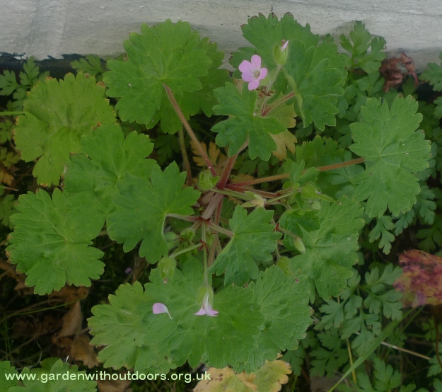 geranium rotundifolium