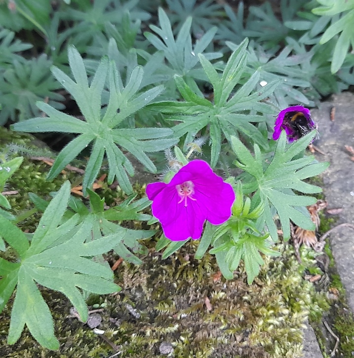 hardy geranium with bee