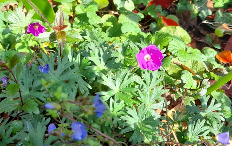 Geranium sanguineum