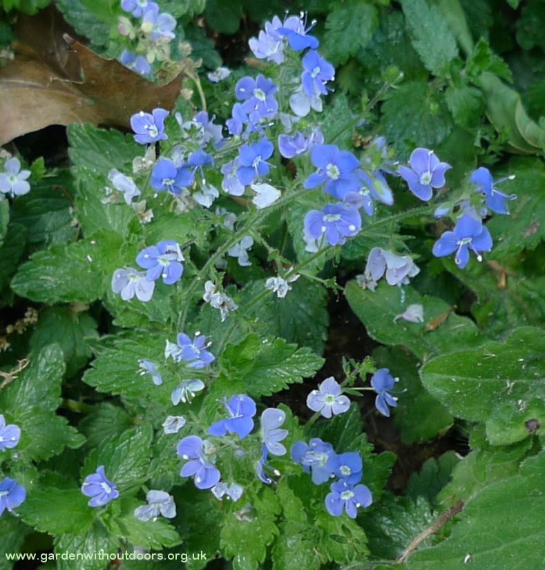 germander speedwell