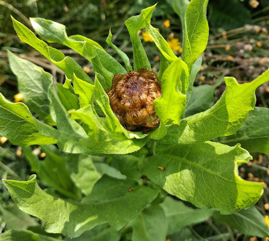 giant knapweed bud