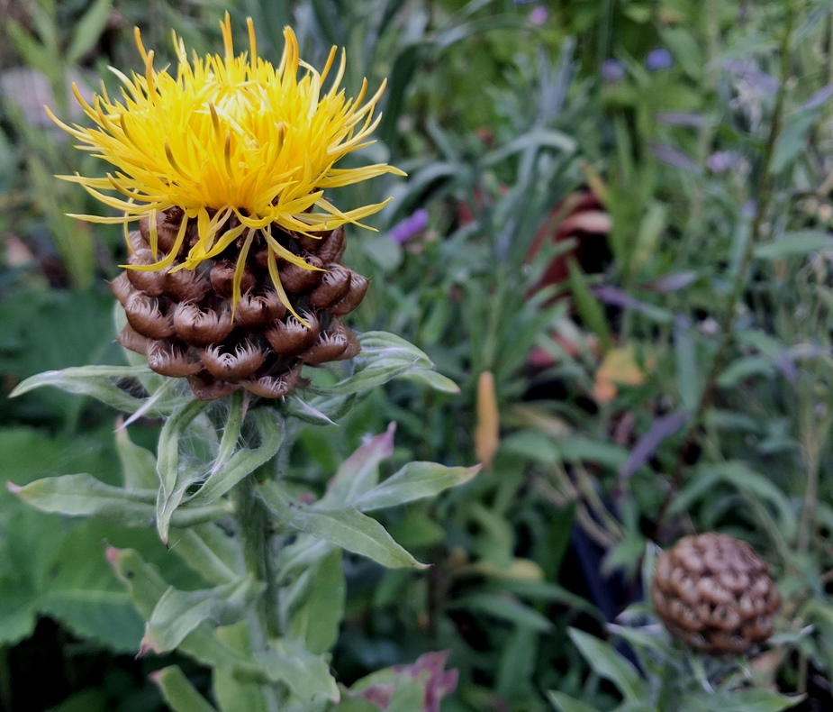 Centaurea macrocephala giant knapweed