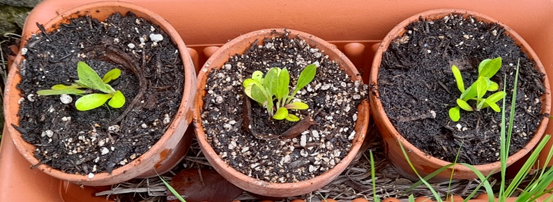 giant knapweed seedlings