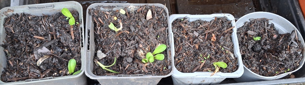 giant knapweed seedlings