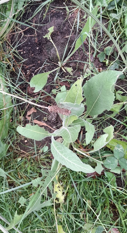 giant knapweed centaurea macrocephala